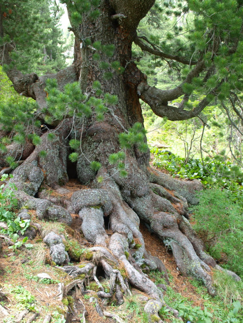 Реликтовый лес Алтай кедр
